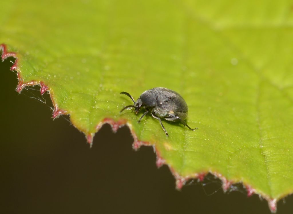 Spermophagus sericeus? Spermophagus sp., Chrysomelidae Bruchinae